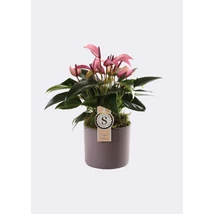 Anthurium Zizou in grey Bari ceramic BIG - Falmingóvirág kerámiába BIG P12 45CM  