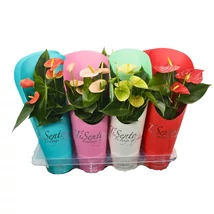 Anthurium in varieties in Giftcover - Falmingóvirág színmix P12 45CM /1db