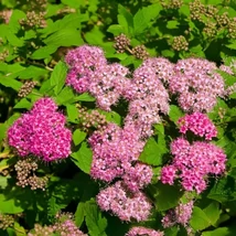 Spirea Bumalda Antony Waterer gyöngyvessző K2 20/40