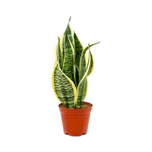 Sansevieria - anyósnyelv  20cm