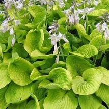 Hosta August Moon - Árnyékliliom CS14