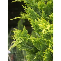 x Cupressocyparis leylandii  - Leylandi ciprus gömb C9