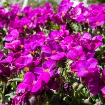 Arabis caucasica Little Tr. Deep Rose - Kaukázusi ikravirág pink Cs9
