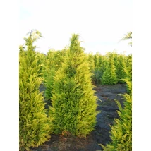 Chamaecyparis lawsoniana ’Ivonne’ - Oregoni arany hamisciprus K25 80/100
