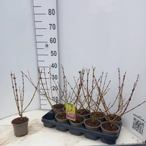 Forsythia × intermedia 'Spectabilis' - Aranyfa/aranycserje K2 40-60