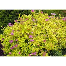 Spiraea First Editions® Sundrop™ (Bailcarol) - Japán gyöngyvessző 10-20