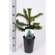 Araucaria araucana - Chilei fenyő P19 30/40CM