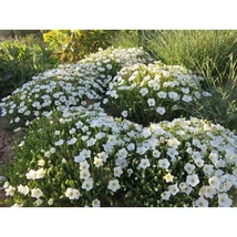 Arenaria montana 'Blizzard Compact' - Hegyi homokhúr Cs9