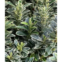 Euonymus pulchellus 'Argenteo' - Törpe kecskerágó CS14 15-20