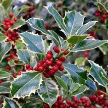 Ilex aq. 'Argentea Marginata' - Tarkalevelű magyal  K3 20/30