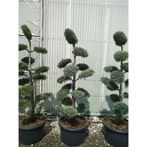Cupressus arizonica 'Fastigiata' - Bonsai 200+ EXTRA 65