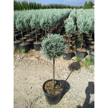 Cupressus arizonica 'Fastigiata' - Arizoniai ciprus, Bonsai Bowl 65 H 130/150