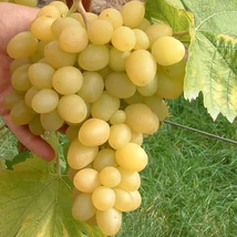 Vitis vinifera - szőlő Árkádia fehér K2 30/50