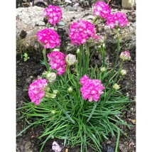 Armeria maritima Armada Compacta -  pázsitszegfű Cs14