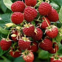 Rubus idaeus Aroma Queen - Bőtermőtermő málna K2 40/50