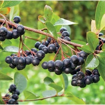 Aronia melanocarpa 'Hugin' - Korai, nagytermésű fekete berkenye K2L 40/60