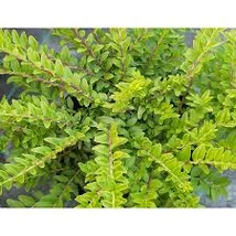 Lonicera nitida 'Maigrün' - Terülő mirtuszlonc K 1,5