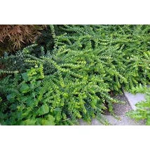 Lonicera nitida 'Maigrün' - Terülő mirtuszlonc K 20/40