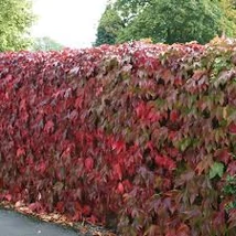 Parthenocissus  Tapadókorongos vadszőlő