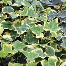 Hedera helix - Borostyán P17 80/100