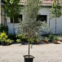Olea europaea - Európai olajfa D13 40 cm