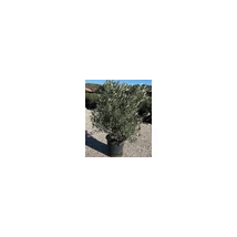 Olea europea - Európai olajfa K25/30 175 