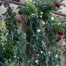 Rosa banksiae Climbing - Futó rózsa C3 170/180