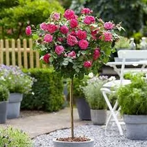 Rosa - Magastörzsű rózsa K10 TM125/150