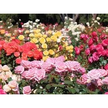 Rosa mix - Alacsony törzses rózsa floribunda mix