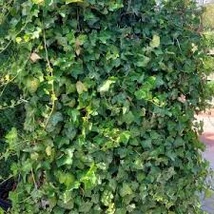 Hedera helix Hibernica FAL - Borostyánfal 180x120