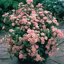 Rosa T - Törzses rózsa K5 T boltíves 100/125