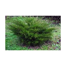 Juniperus x media 'Mint Julep' - Zöld terülő boróka 20/30