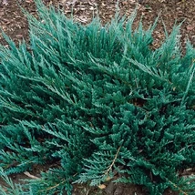 Juniperus horizontalis 'Blue Chip' - Kék levelű henyeboróka 20/30 
