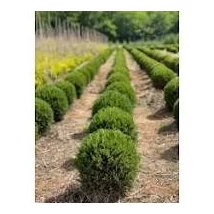 Juniperus x media 'Mint Julep' - Zöld terülő boróka gömbre nyírva  20-40