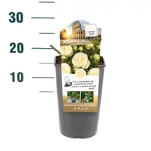 Rosa Artemis - Krémfehér rózsa P19