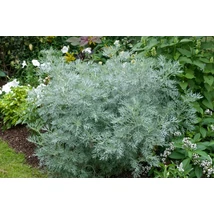 Artemisia Powis Castle - Mediterrán üröm Cs14