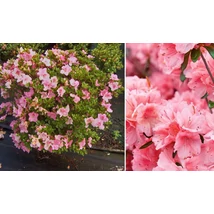 Azalea japonica in Varieta palla - Azálea gömb C18L