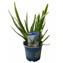 Aloe Vera Cs12