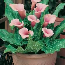 Kála Zantedeschia Pink 1db/cs