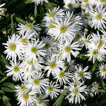 Aster dumosus Kristina - Törpe őszirózsa fehér CS14
