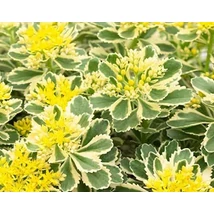 Sedum takesimense Atlantis - Varjúháj CS14