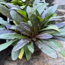 Ajuga reptans Atropupurea - Indás Infű CS9