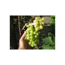 Vitis vinifera - szőlő Attila fehér K2 30/50