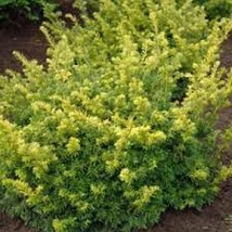 Taxus baccata 'Aurea' - Arany tiszafa gömbre nyírt FL 30/40