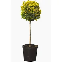 Euonymus japonicus - Kecskerágó 1/2 törzses C20