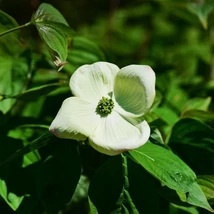 Cornus rutgeriensis 'Aurora'  EXTRA - Csillagsom EXTRA K50 150/175