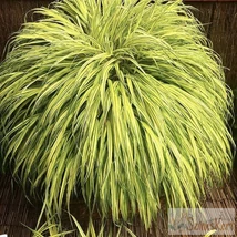 Hakonechloa macra - Aureola Szálkafű CS13