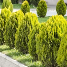 Thuja orientalis ‘Aurea Nana’ – Arany törpe keleti tuja