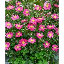 Anemone hupehensis Fantasy Aurora  - Szellőrózsa CS14