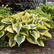 Hosta Autumn Frost- Árnyékliliom CS14 